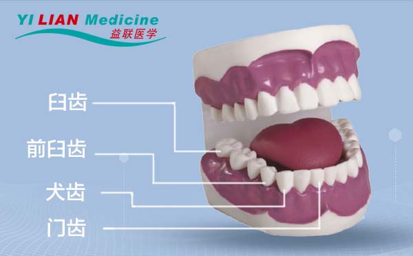 益联医学牙齿模型