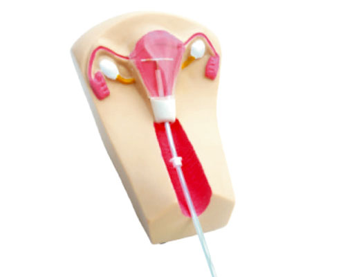 女性宫内避孕器及训练模型