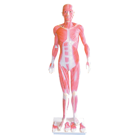 人体全身肌肉解剖模型
