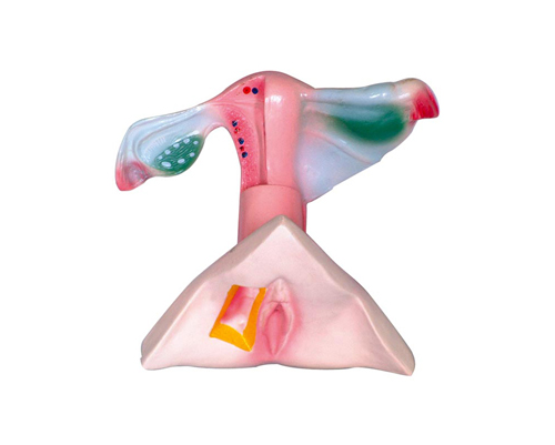 女性内外生殖器解剖