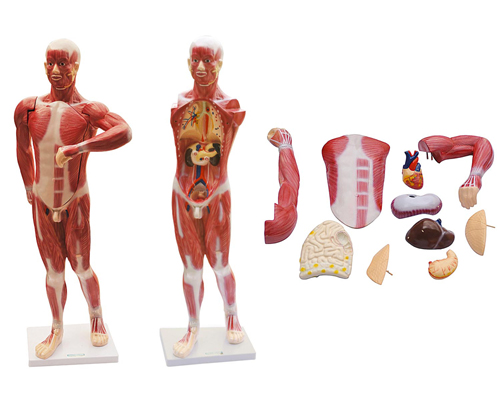 人体肌肉及胸腹腔脏器解剖模型