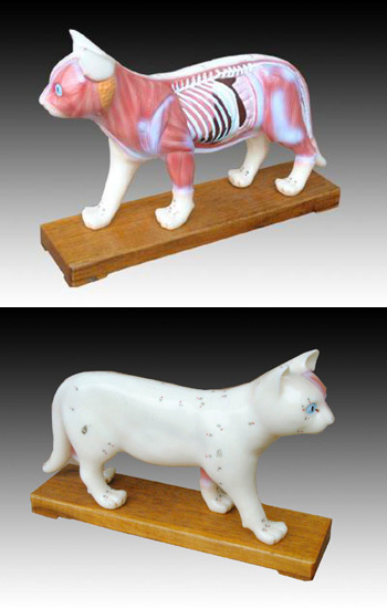 猫体针灸模型