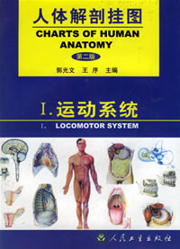 《人体解剖挂图》-运动系统挂图（51张）
