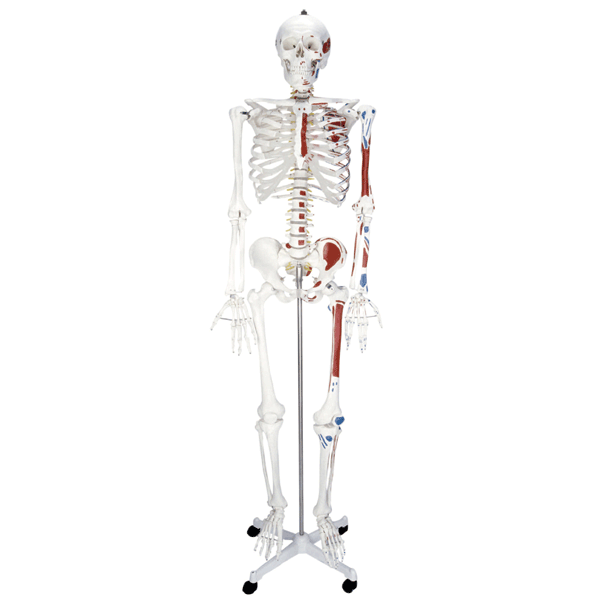 人体骨骼半边肌肉着色模型(180cm)
