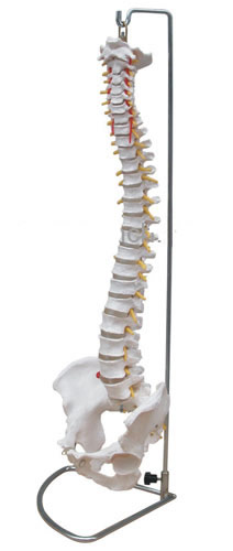 脊柱带骨盆模型（不可弯曲）
