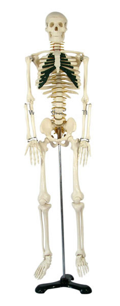 人体骨骼带神经模型85CM