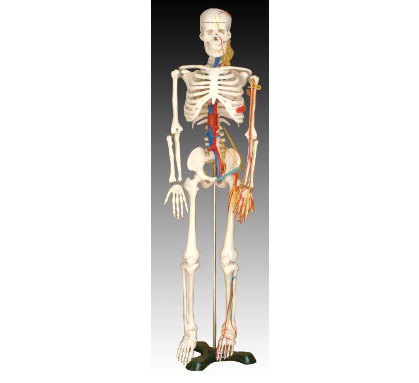 人体骨骼带心脏与血管模型85CM