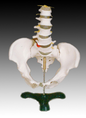 自然大骨盆带五节腰椎模型